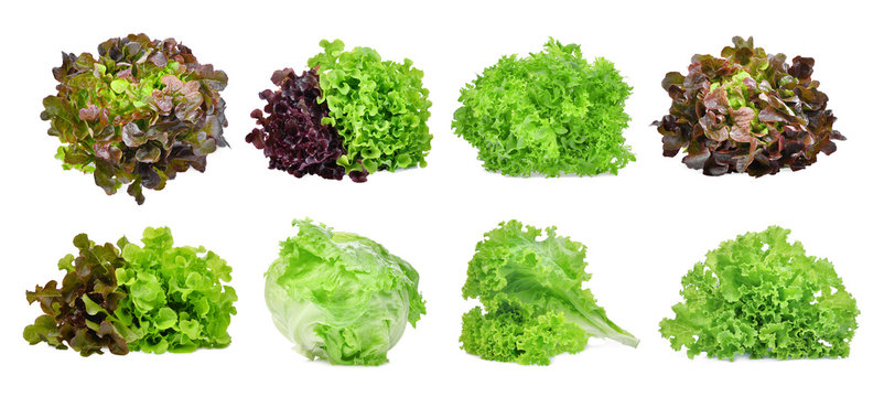 set of lettuce vegetable isolated on white background