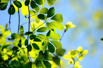 葉./太陽の光に輝く葉です.