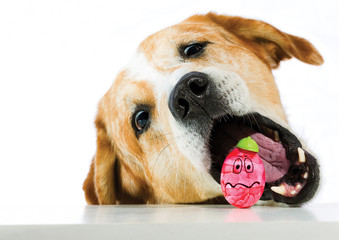 Ostern - Hund