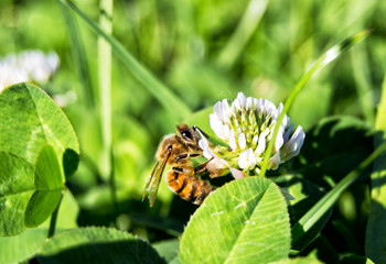 western honey bee on a flower - apis mellifera, apidae, Hymenoptera, insecta