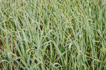 Fresh Garlic Leaves Growing in the Garden