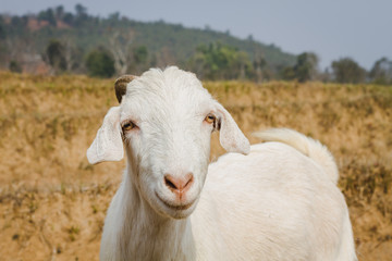 Goat Looking at the Camera