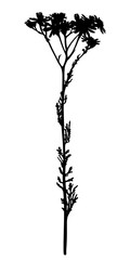 Wild flower silhouette isolated on white
