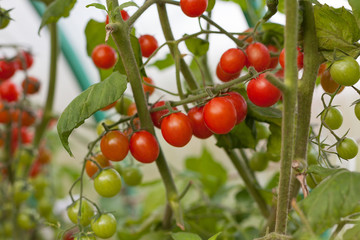 ripe and unripe tomato on a branch 