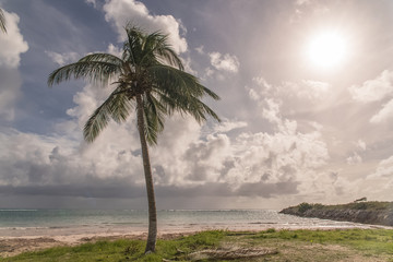 Guadeloupe, beautiful panorama of the beach, with coconut trees, back-light 
