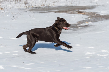 Labrador Junghund rennt durch Schnee