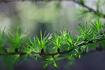 Fototapeta na wymiar spring greens background, abstract blurred nature beautiful pictures, green shoots