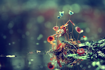 nature beauty flowers / background flowers vintage toning, beautiful nature photo macro