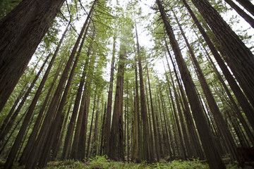 Tall trees in the redwood forest