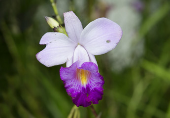 Белая с фиолетовым орхидея.