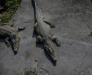Crocodiles kept in the zoo