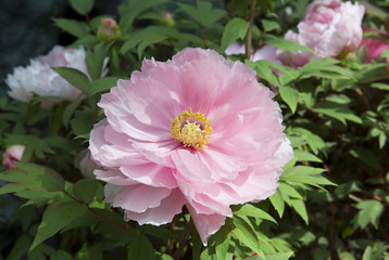 Розовый пион