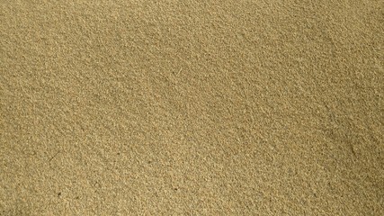 Paddy seed rice background