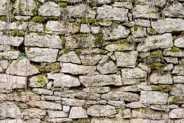 Textured background irregular natural stone wall is made of different stones with elements of natural vegetation in the form of green moosa of mold and ivy. Medieval background