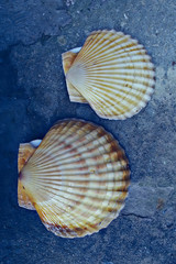 scallop shell sea food