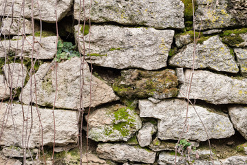 Textured background irregular natural stone wall is made of different stones with elements of natural vegetation in the form of green moosa of mold and ivy. Medieval background