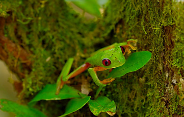 Red eye frog