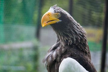 yellow-billed eagle closeup with its mouth open