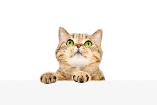 Funny Scottish Straight cat, peeking from behind a banner, isolated on white background
