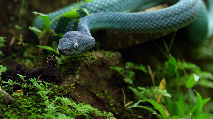 Blue snake in the grass
