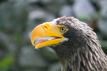 yellow-billed eagle closeup with its mouth open