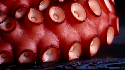 Tentacles of an octopus close up © rokvel
