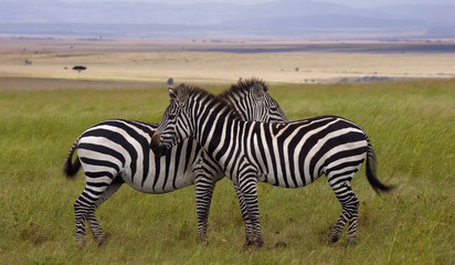 Fototapeta na wymiar Two zebras in the field