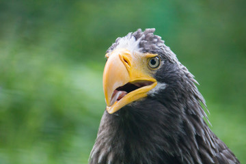 yellow-billed eagle closeup with its mouth open