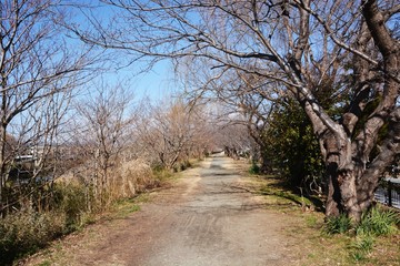 冬の桜並木