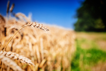 Golden wheat field