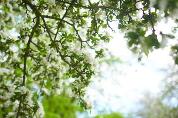 Fototapeta premium apple blossom