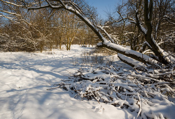 Fototapeta na wymiar Forest in Snow