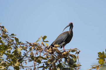 Bird: Red Naped Ibis Perched on a Branch of Tree Looking For Food