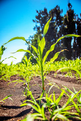 Young green corn field