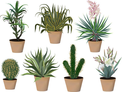 seven plants in pots collection isolated on white