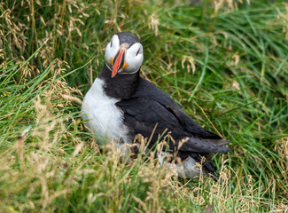 The Atlantic puffin, also known as the common puffin
