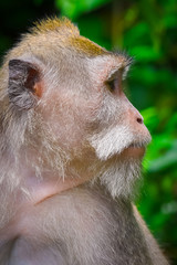 Fototapeta premium portrait of a monkey