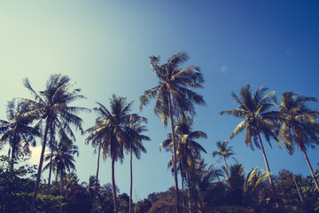 Fototapeta na wymiar Coconut palm tree on sky