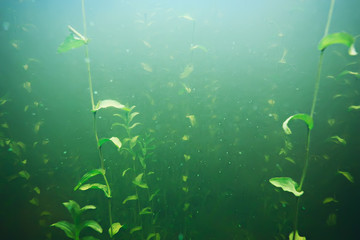 green grass underwater