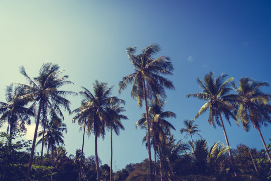 Coconut palm tree on sky