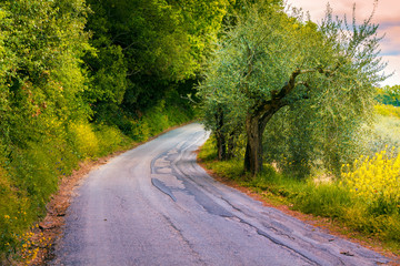 Country asphalt road with olive trees in Tuscany, Italy, Europe