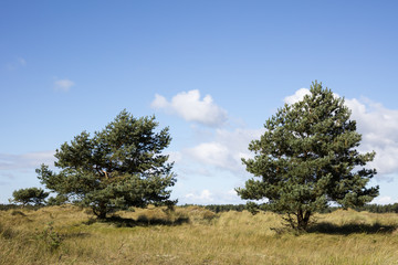 Fototapeta premium Kiefern, (Pinus), Nationalpark Vorpommersche Boddenlandschaft, Darss, Darsser Ort, Fischland-Darß-Zingst, Mecklenburg-Vorpommern, Deutschland