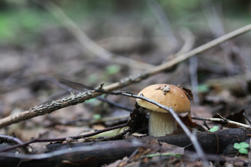boletus mushroom drop of water