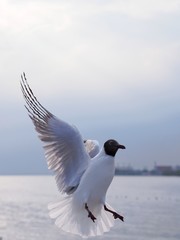 Seagulls in mangrove forest reserve bangpoo Thailand