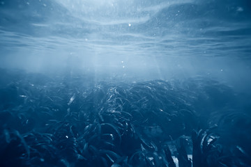 underwater landscape