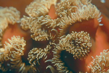 Naklejka na ściany i meble texture of the sea anemone macro tentacles corals