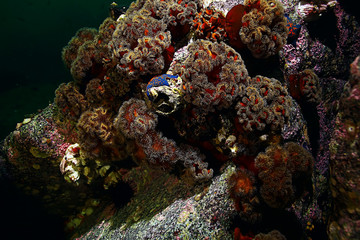 colony of sea anemones under water corals