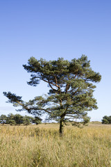 Kiefer, (Pinus), Nationalpark Vorpommersche Boddenlandschaft, Darss, Darsser Ort, Fischland-Darß-Zingst, Mecklenburg-Vorpommern, Deutschland
