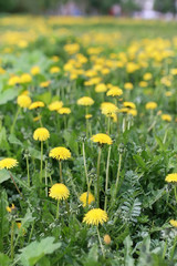 Beautiful girl in a park with children