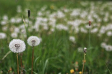 farm in nature outdoor